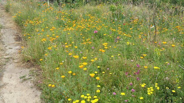 Plantings 8. Cambridge Tree Trust.